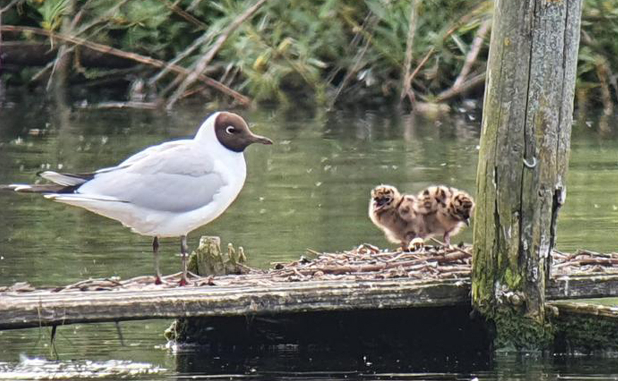 More and more chicks emerging