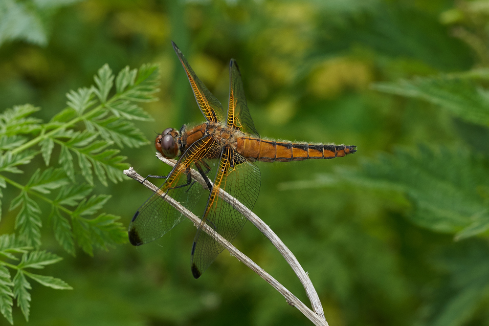 WE Scarce chaser side on KT June 2 18-scr.jpg