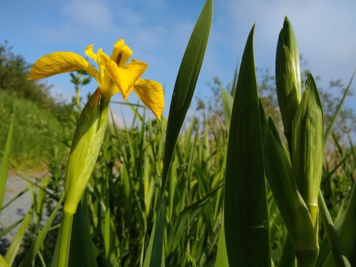 Yellow flag iris2-web.jpg