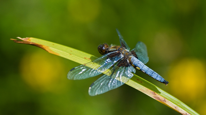 2_broad_bodied_chaser_website_blog_text_body_image_717x403px.jpg