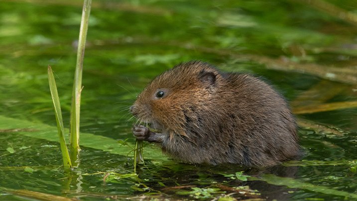 4_water_vole_website_blog_text_body_image_717x403px.jpg