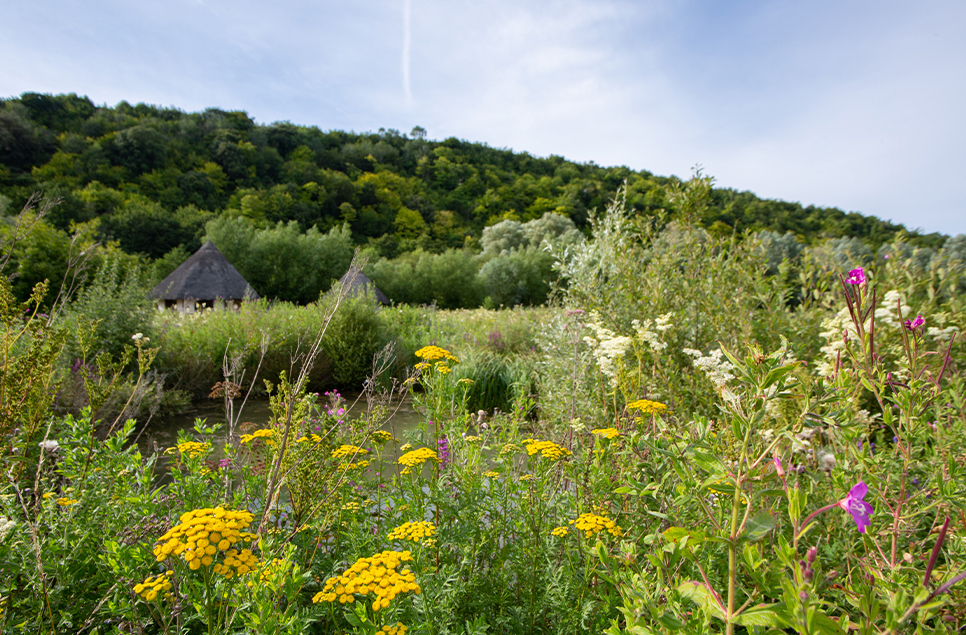 Wetlands throughout the seasons: summer sights