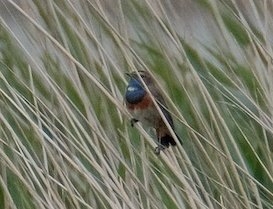 Summer Walkway and the White-spotted Bluethroat