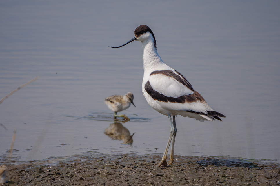 Avocet and young.jpg