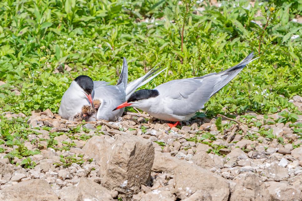 C tern with young.jpg