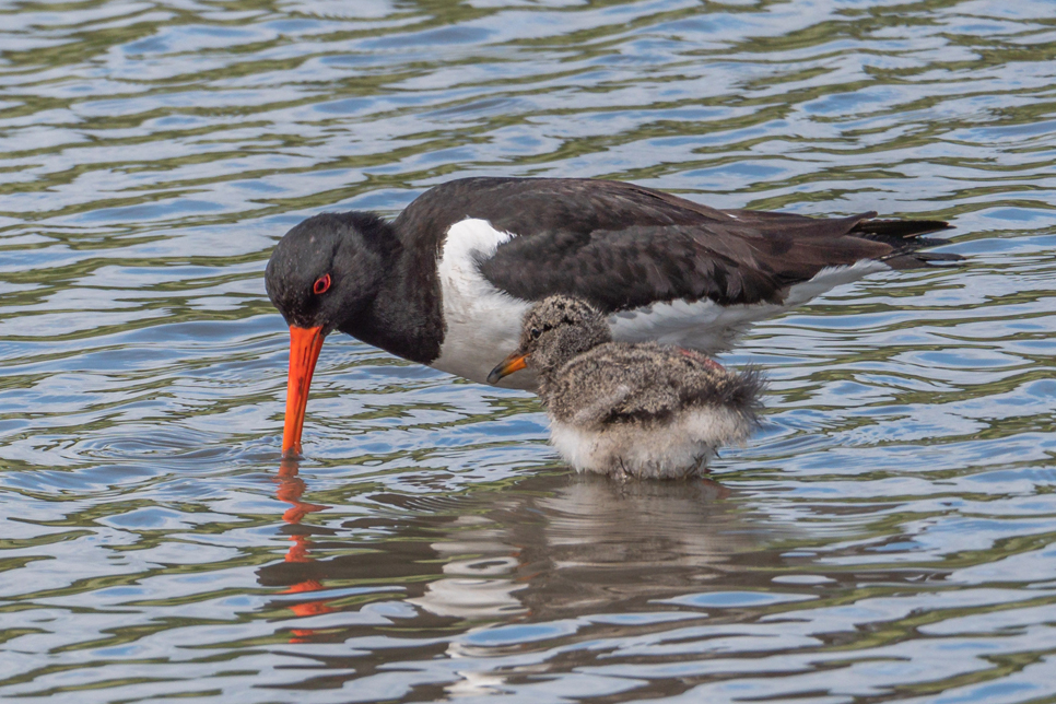 Oystercatcher and young.jpg