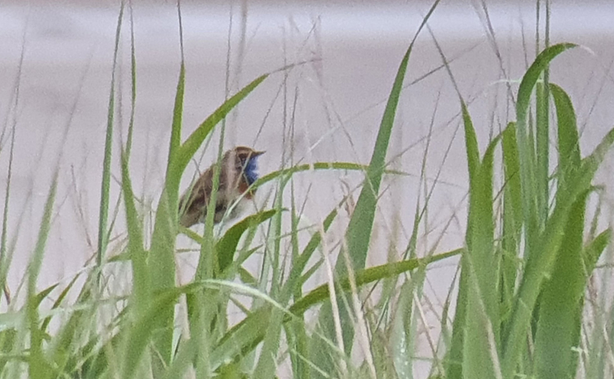 The week's wildlife