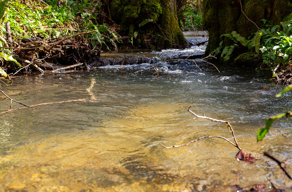 How wetlands help keep rivers clean (and how you can too)