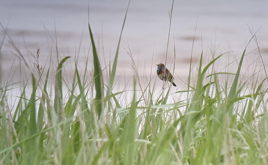 Bluethroat seen again