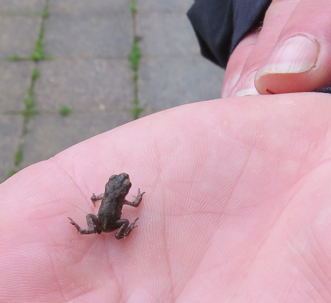 Squillions of spring toadpoles predict toad population boom