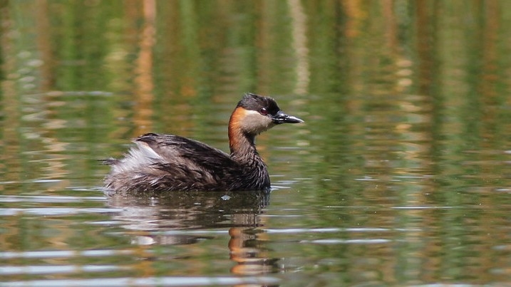 Madagascar Grebe