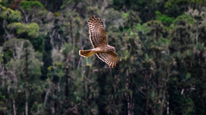 Madagascar Harrier