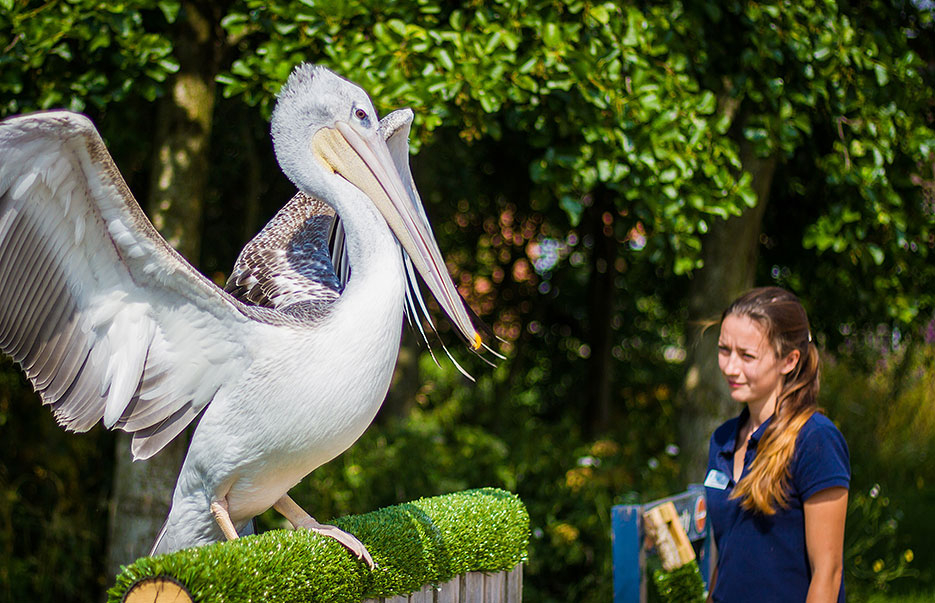 Wildlife from around the world and new exhibits at WWT Wetland Centres this summer