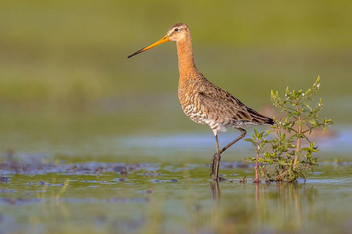 Wildlife Sightings for 5th July 2026
