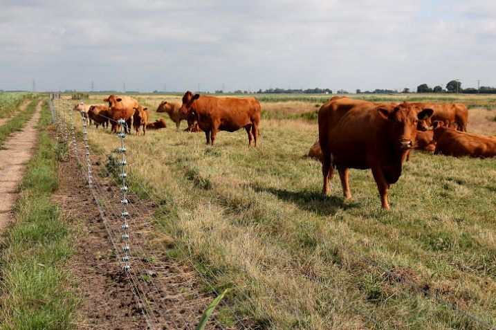 WE RJM 14-07-21 Hare walk landscape cows and e-fence (99).JPG