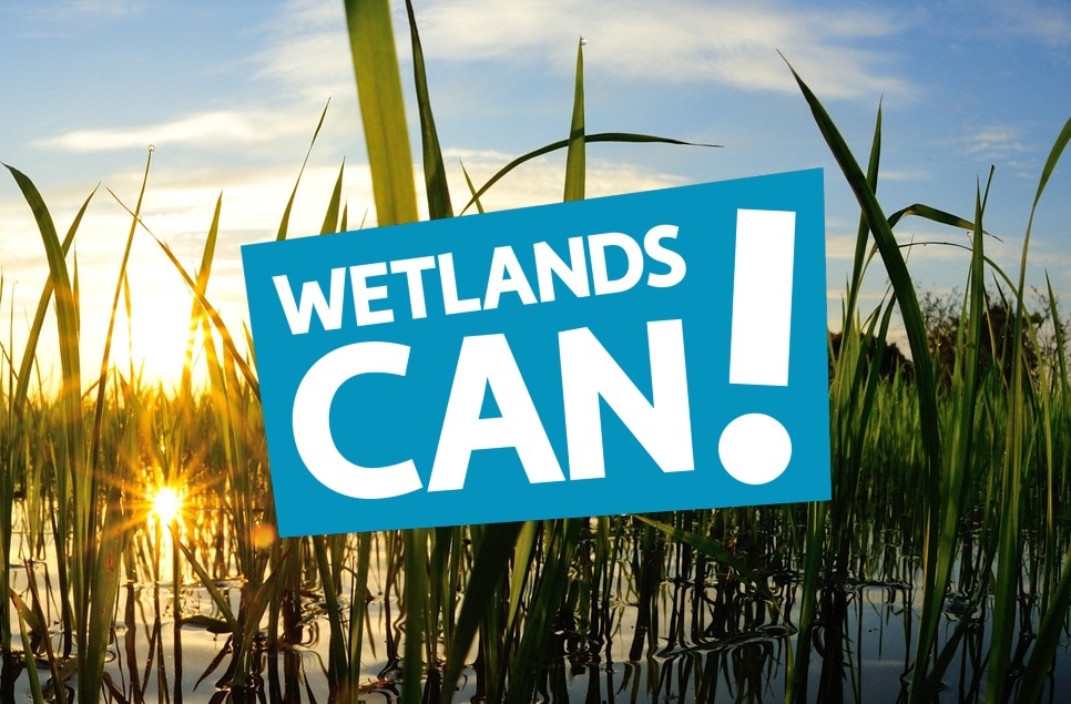 Wetlands Can!  WWT's major new campaign calls for the creation of 100,000 hectares of healthy wetlands