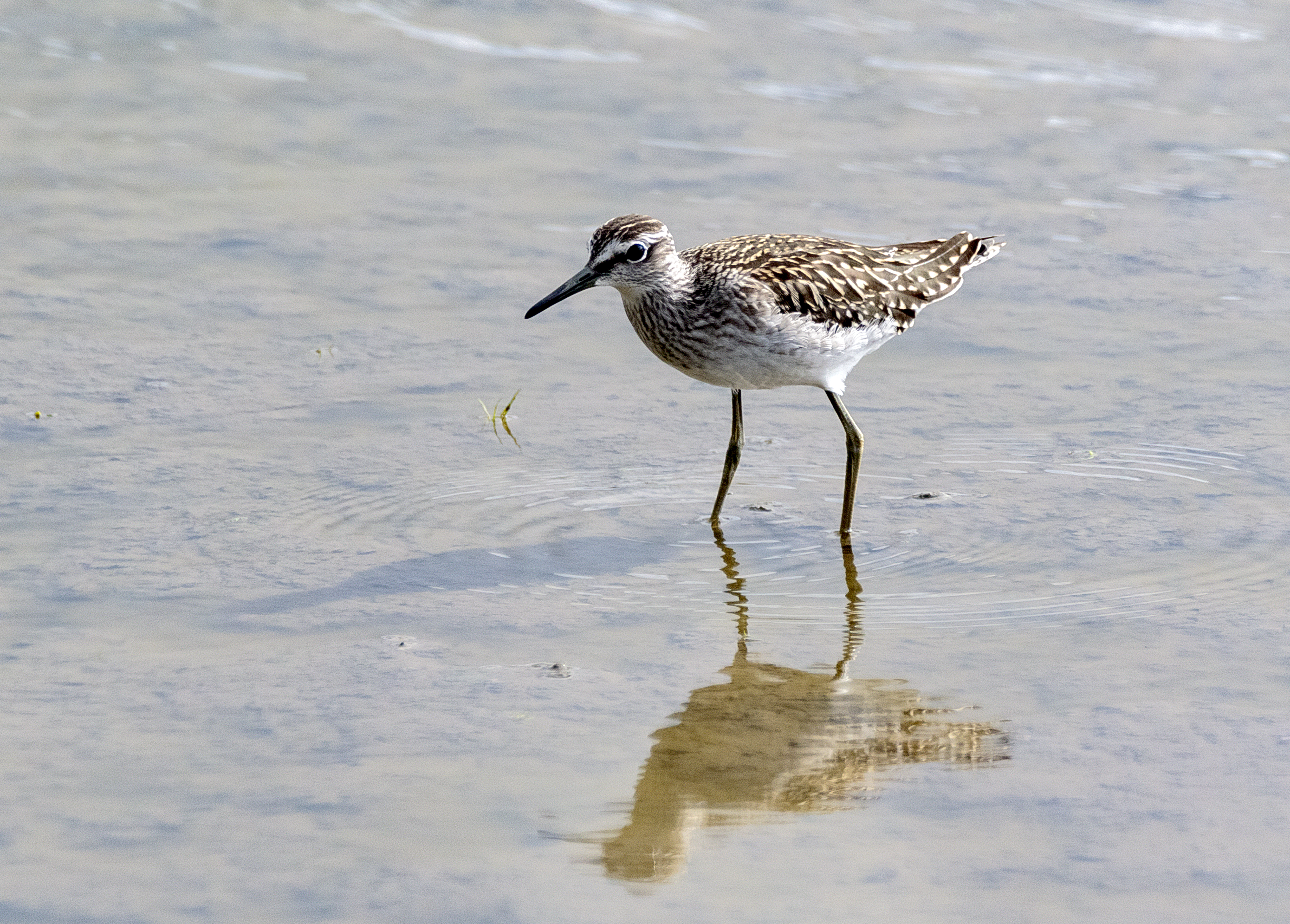 Latest Sightings