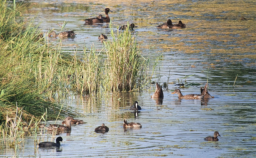 The duckling factory