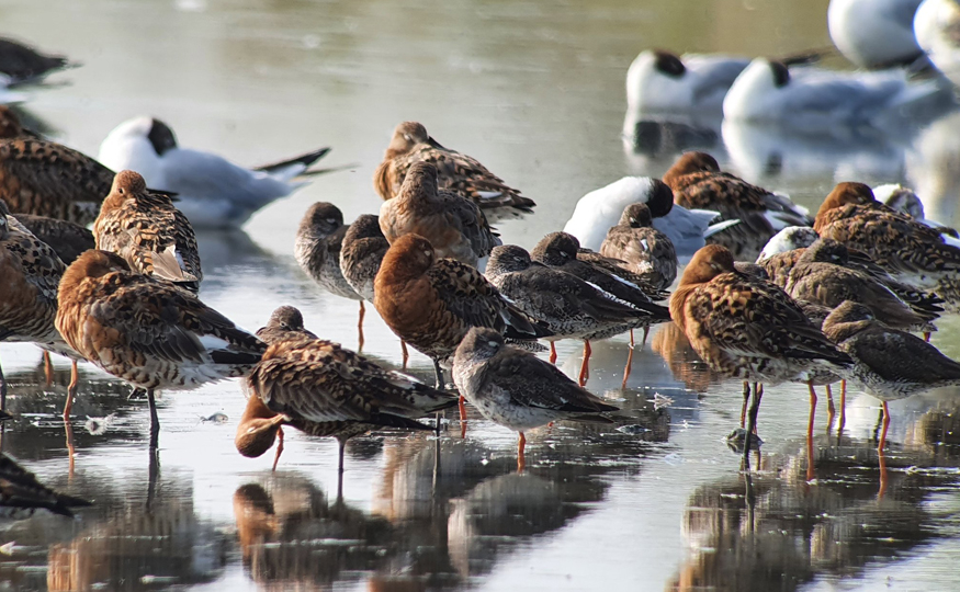 Look out for waders