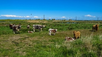 Long-horn and Highland Cattle, S.jpg