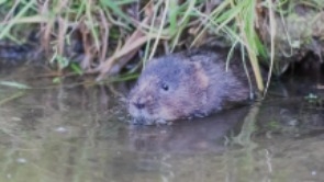 Water Vole-2698 (2).jpg