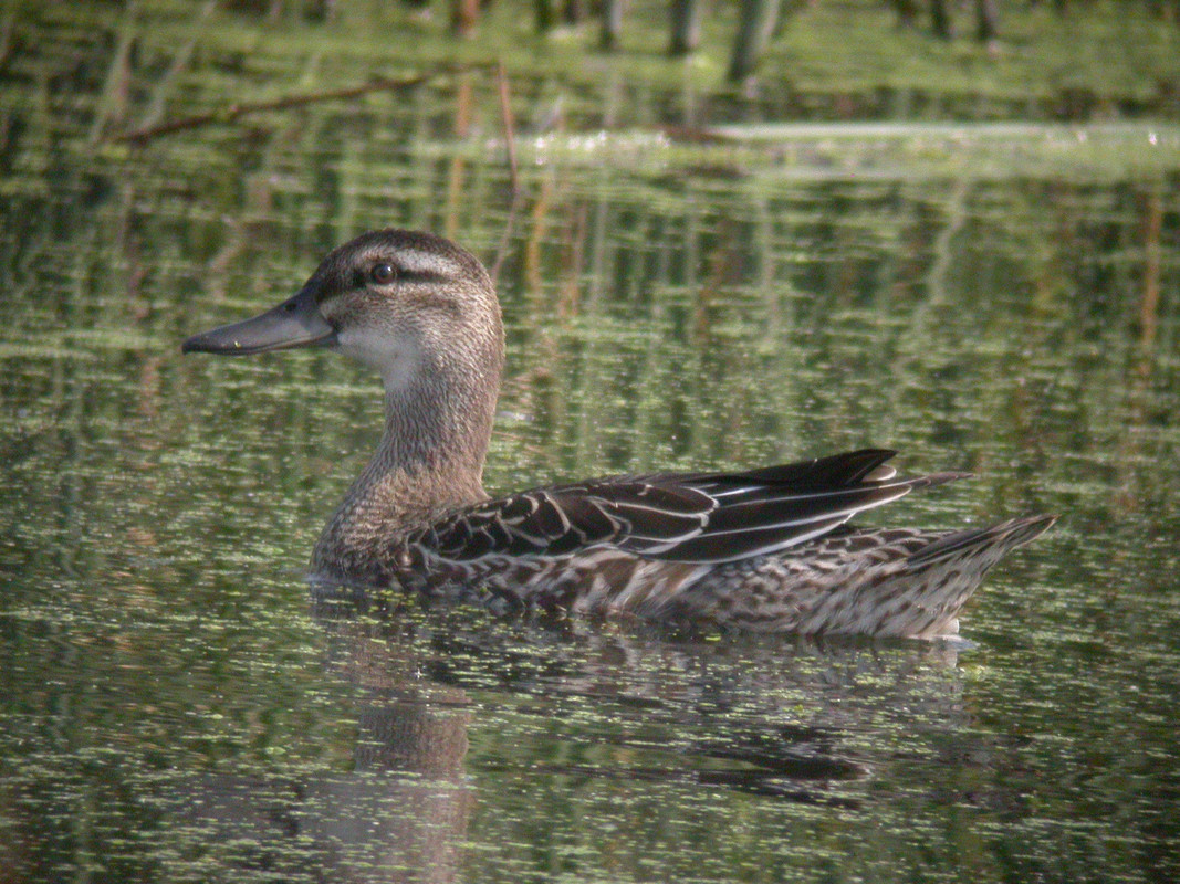 Wildlife Sightings for 4th April 2024