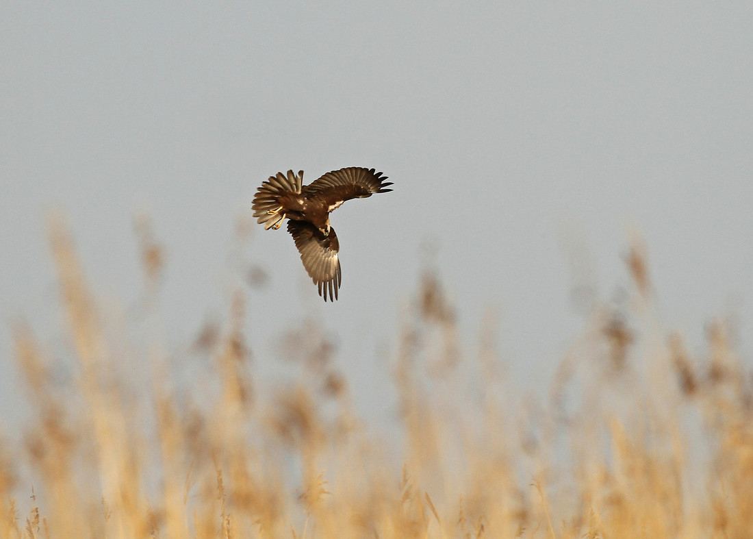 Wildlife Sightings for 1st April 2024