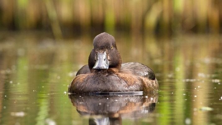 female duck ID quiz