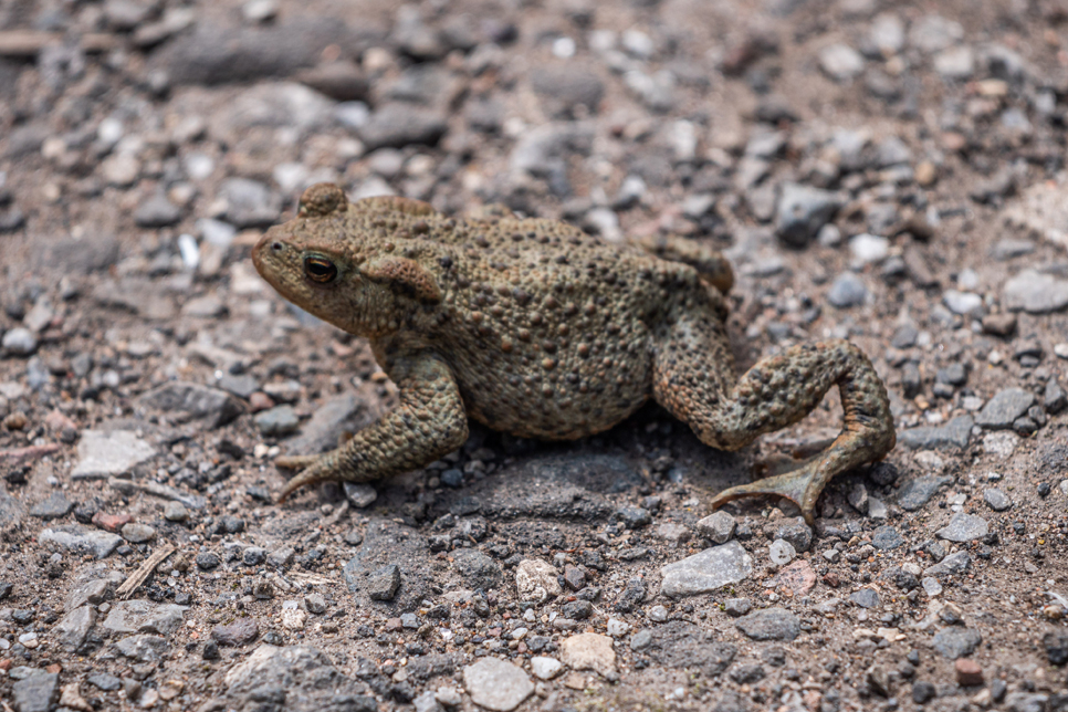 View: Walk With A Warden: March