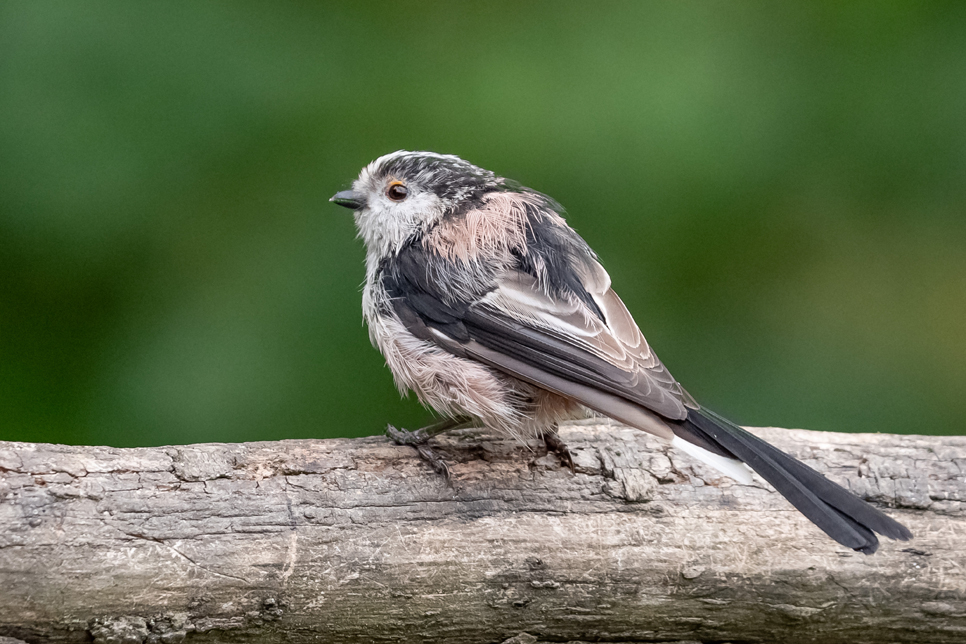 Long tailed tit 3.jpg