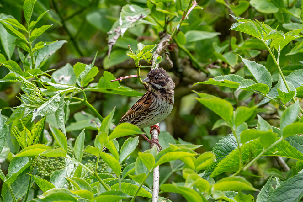 Wildlife Sightings 12/12/2025