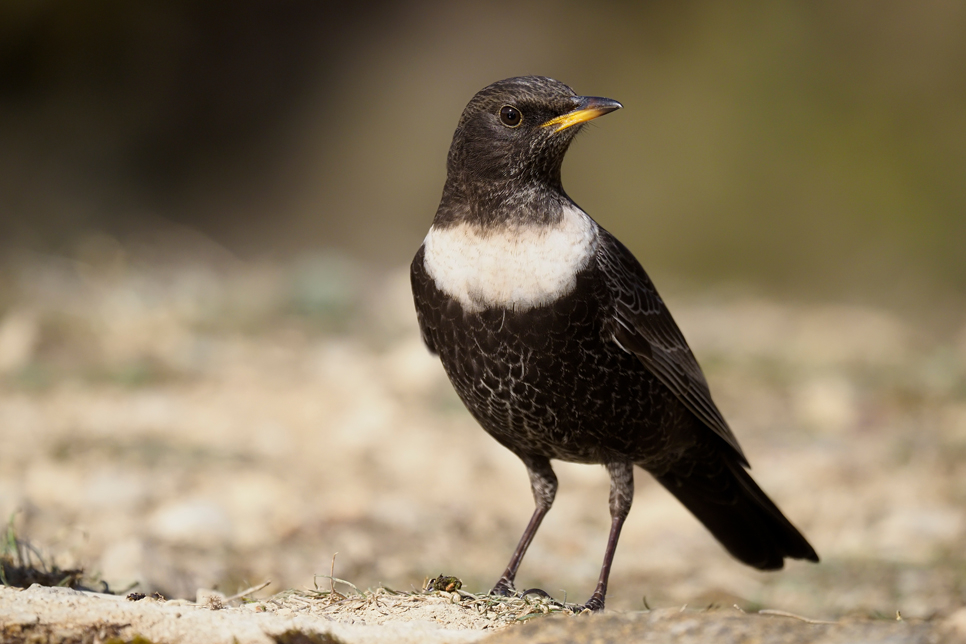 Wildlife Sightings for 26th September 2025