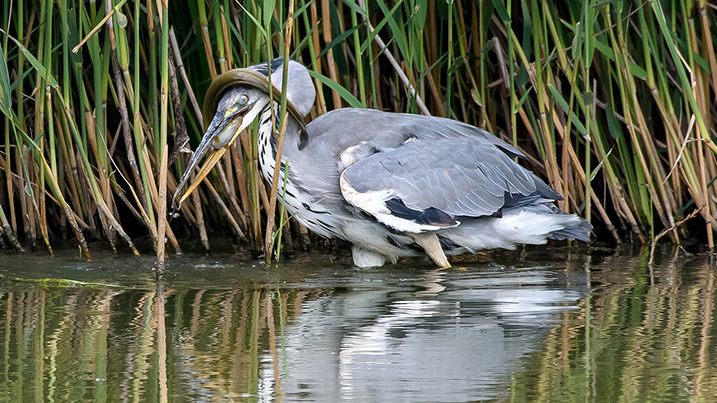 Herons,  bullfinches and house martins