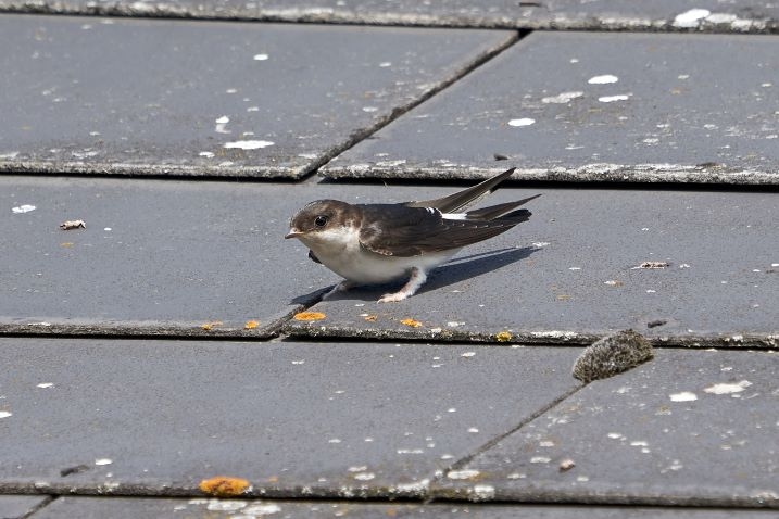 Welney sightings - 29/09/2025