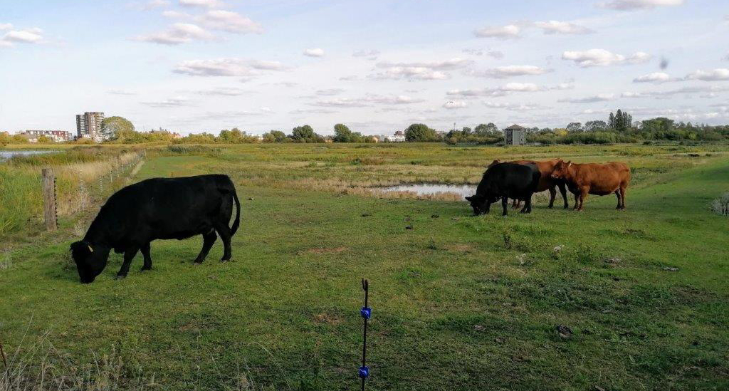 cows on marsh wildside hide.jpg