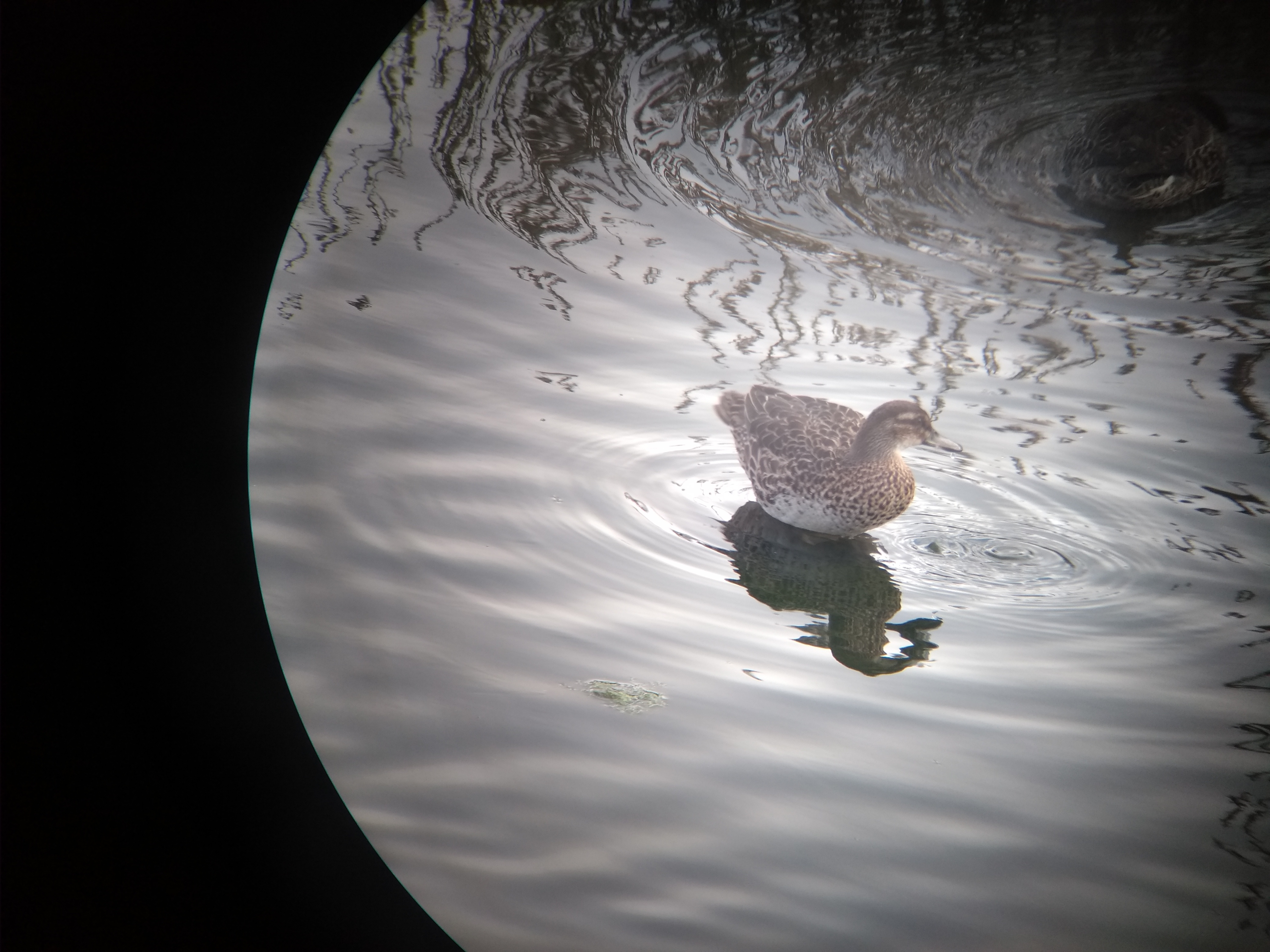 Wildlife Sighting for 5th October 2025