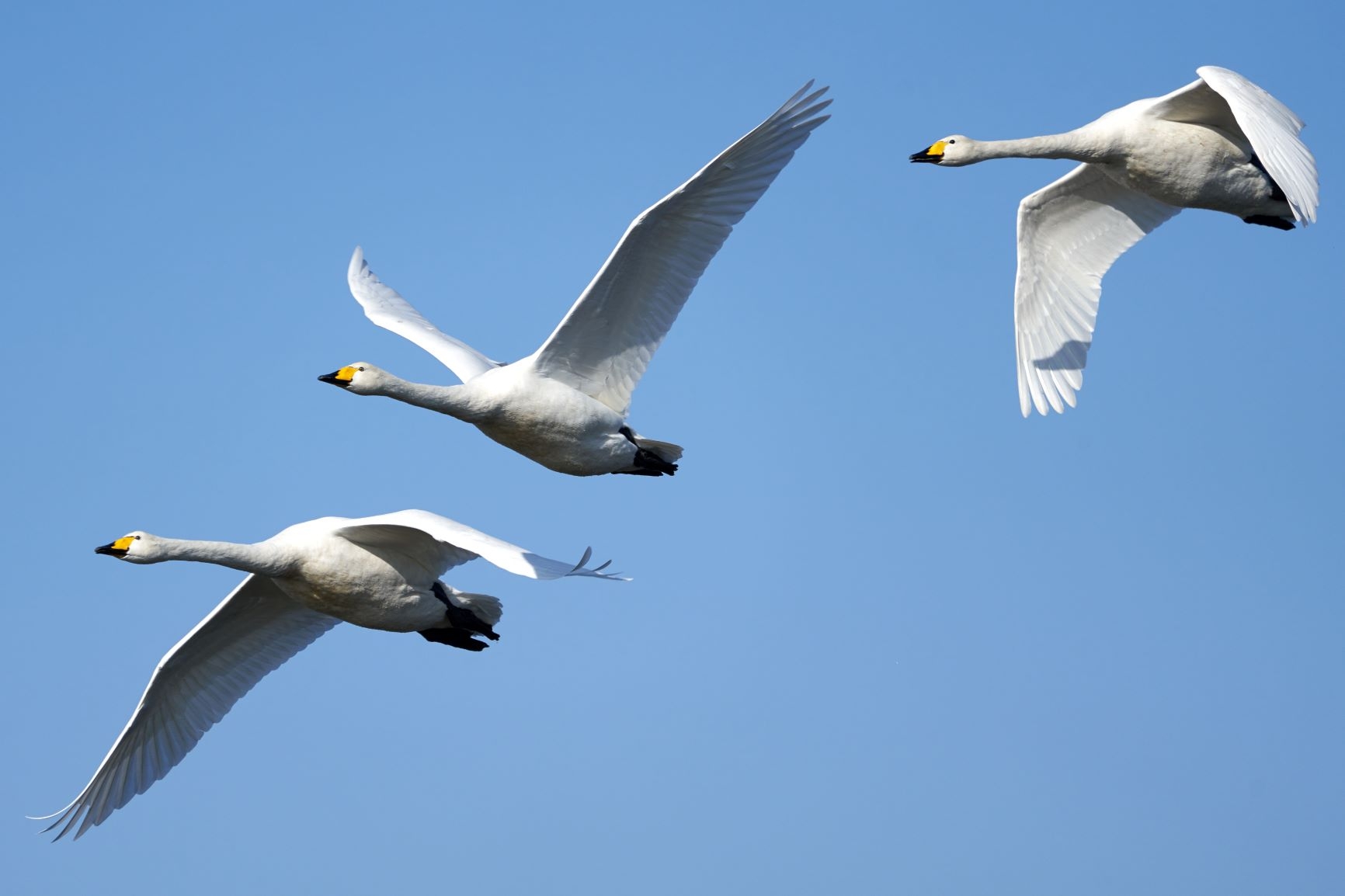 Whooper swans return to  WWT Welney