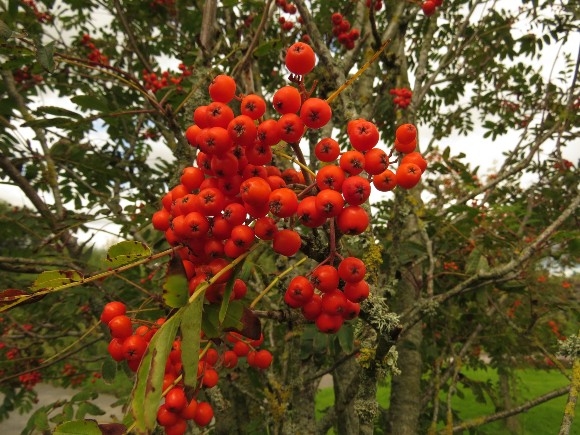 rowan berry credit Lorraine Hall (1).jpg