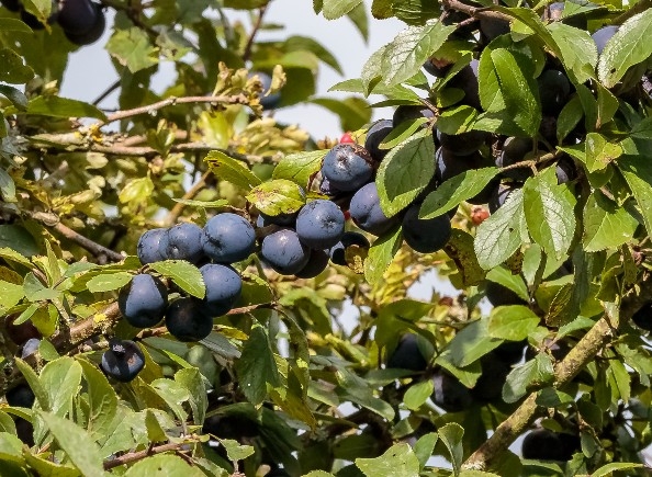 sloe berries credit alex hillier (10) (1).jpg