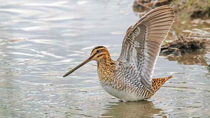 Waterbird ID Guide