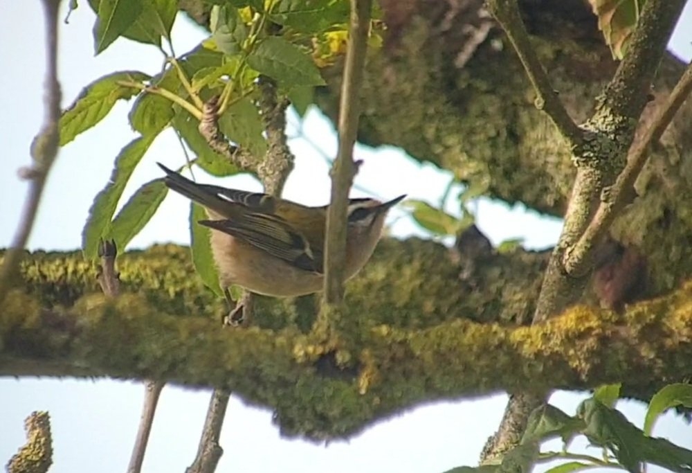 Firecrest