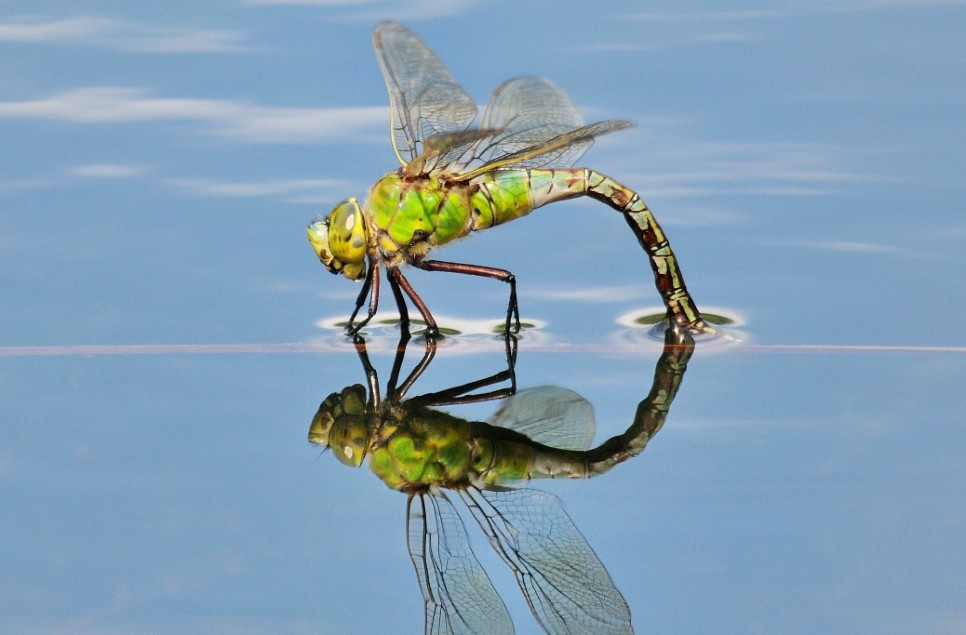 WWT calls for wetlands to be at heart of reaching “nature positive” by 2030