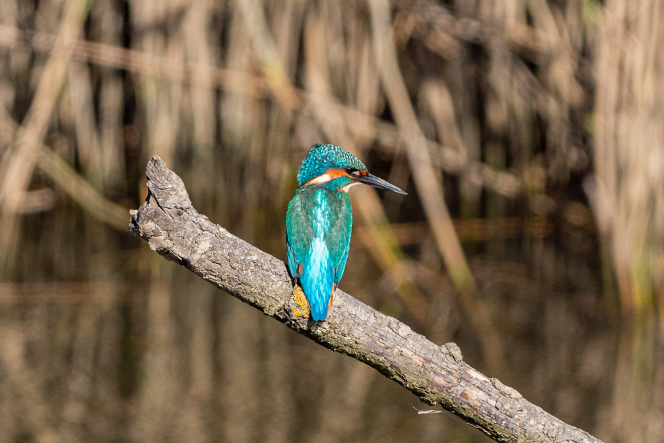 Kingfisher hints and tips of where to spot one!