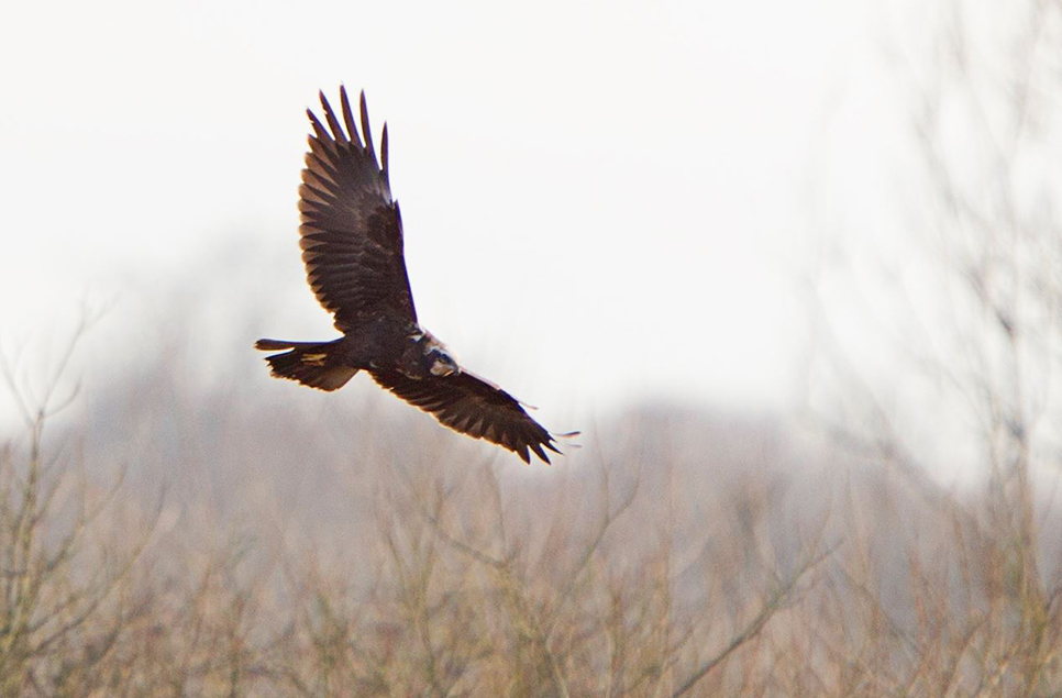 marsh harrier Ken Turner.jpg