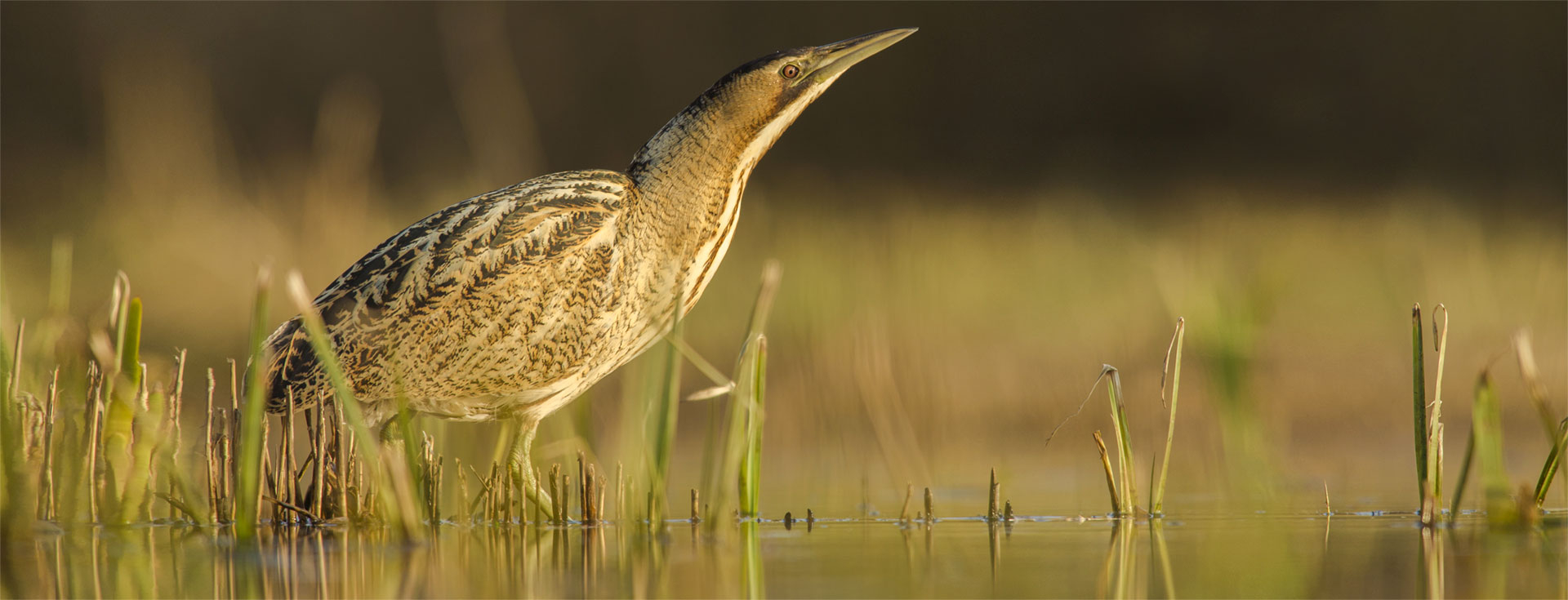 Wildlife Sightings for 6th July 2026