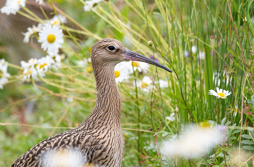 Saving curlews