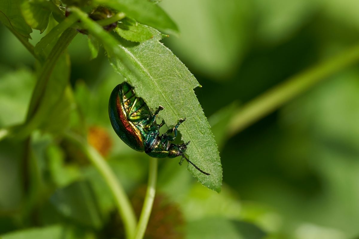 13 Welney Tansy Beetle cropped Kim Tarsey Aug 18-scr.jpg