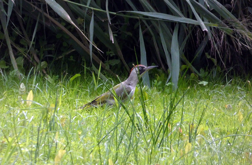 Green woodpecker & house martins
