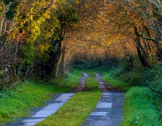Early Autumn