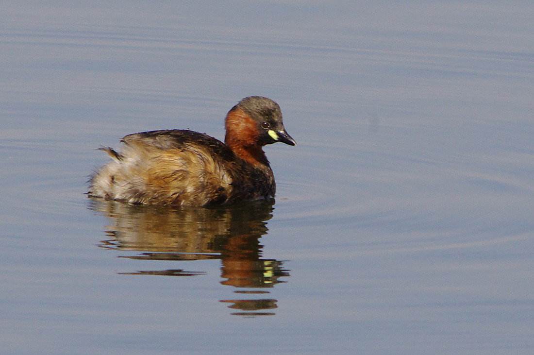 Wildlife Sightings for 15th April 2024